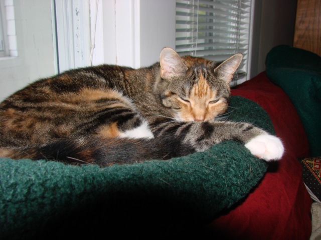 sleepy-tillie.jpg